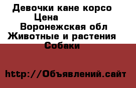 Девочки кане корсо › Цена ­ 12 000 - Воронежская обл. Животные и растения » Собаки   